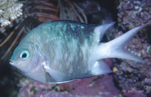 Acanthochromis polyacanthus